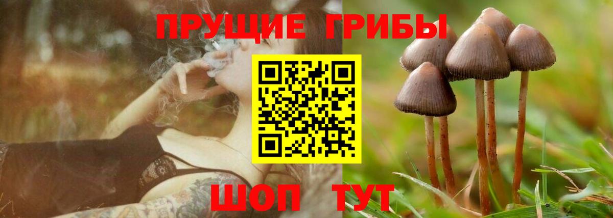 Галлюциногенные грибы Magic Shrooms  Вход с VPN  Пенза  Псилоцибиновые грибы Cubensis 